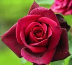 Rose "Gräfin Diana" en fleurs de couleur rouge foncé en gros plan par André Muller Aperçu