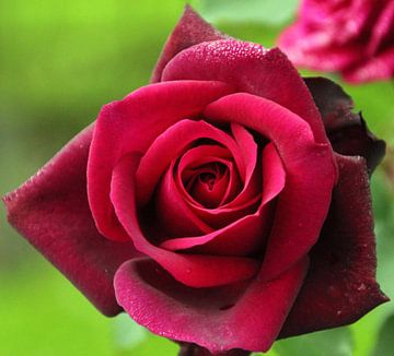 Rose "Gräfin Diana" in voller Blüte in dunkelroter Farbe in Nahaufnahme
