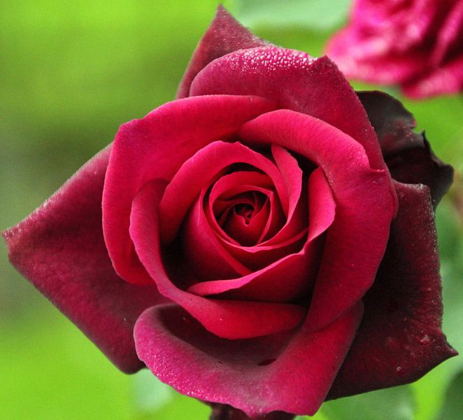 Rose "Gräfin Diana" in voller Blüte in dunkelroter Farbe in Nahaufnahme von André Muller