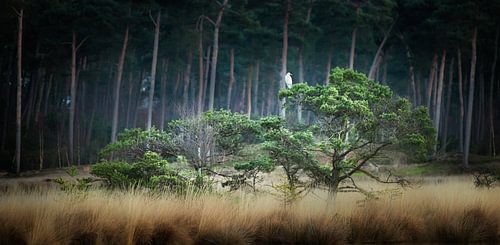 Positionnement stratégique