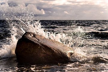 Splash.... Erfrischung an der Ostsee auf Fehmarn von Stephan Zaun