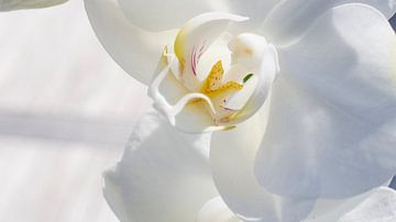 Orchidee van Robby Stifter