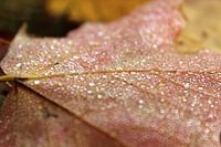 Herfst blad
