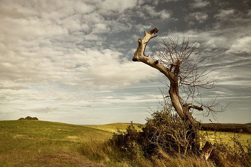vieil arbre
