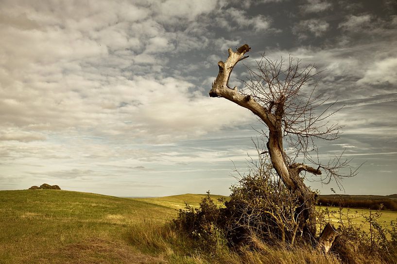 vieil arbre par Dieter Beselt
