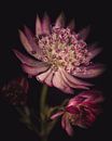 Astrantia Star flower dark & moody van Sandra Hazes thumbnail