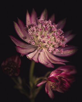 Astrantia Star flower dark & moody