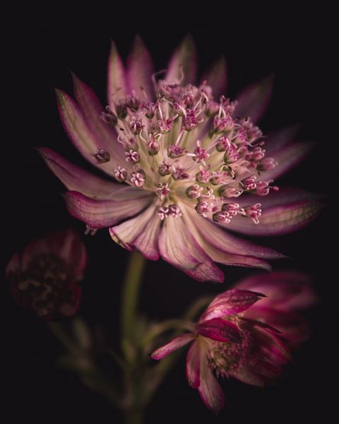 Astrantia Star flower dark & moody van Sandra Hazes