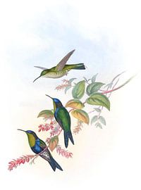 Columbian Wood-Nymph, John Gould by Hummingbirds