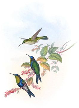 Columbian Wood-Nymph, John Gould van Hummingbirds