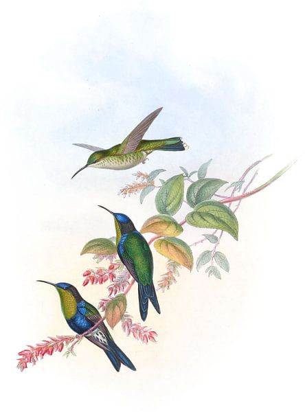 Columbian Wood-Nymph, John Gould by Hummingbirds