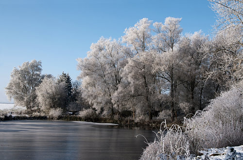 Weißer Rauhreif auf den Bäumen am Ufer eines zugefrorenen Sees, schöne ländliche Winterlandschaft un