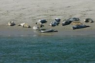 Zeehonden op de Waddenzee. van Brian Morgan thumbnail