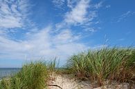 Dunes by Ostsee Bilder thumbnail