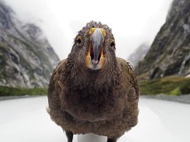 Kea - New Zealand by Justin van Schaick