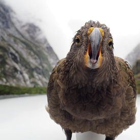 Kea - New Zealand von Justin van Schaick