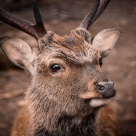 Cerf Sika sur Waidwinkel Photodesign