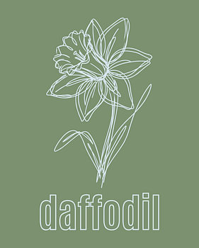 minimalist Daffodil flower line art poster