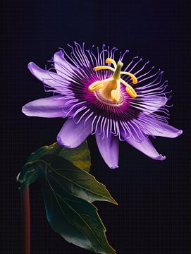 Passionsblume Blumenporträt von Virgil Quinn - Decorative Arts