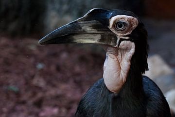 Een slimme en sluwe vogel met een grote snavel is een close-up kafferhoornraaf. Afrikaanse vogel met