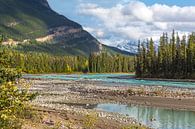 Athabasca River in Jasper National Park, Rocky Mountains, Alberta, Canada. by Mieneke Andeweg-van Rijn thumbnail