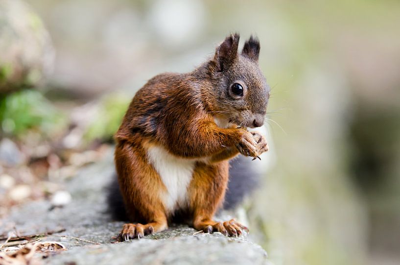 Eichhörnchen par Alena Holtz
