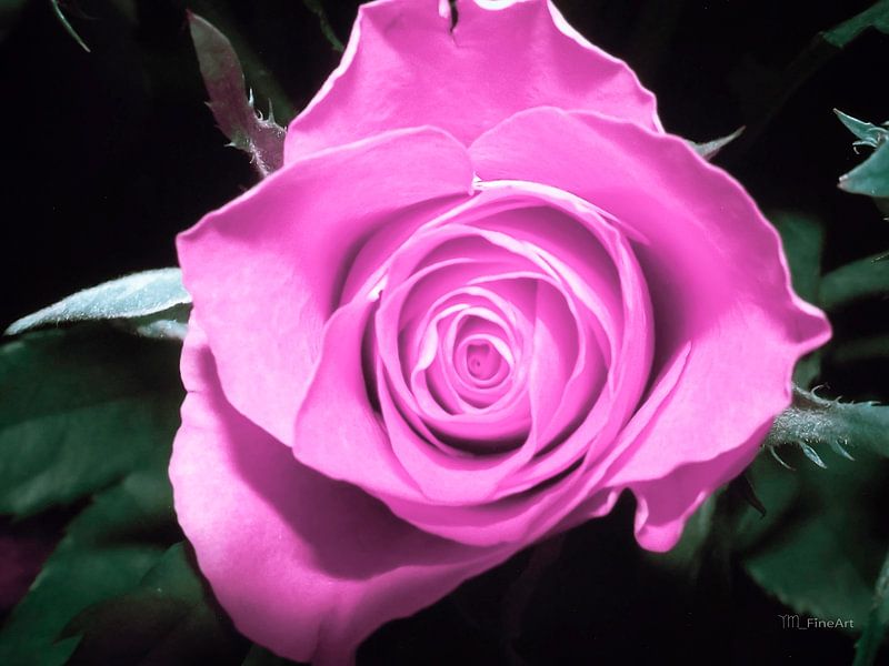 Roos - violet/roze van Yvon van der Wijk
