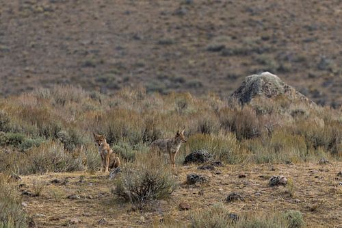 Coyotes in Yellowstone National Park van Get Framed Photography