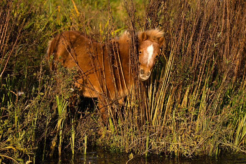 poney au bord de l'eau par Gijs Verbeek