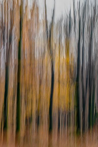 Abstract herfstbos.