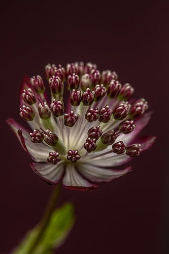 Een bloemetje van een Zeeuws Knoopje met bordeauxrode achtergrond