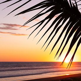 Pura Vida au crépuscule : l'heure dorée sur la péninsule d'Osa sur Jiri Viehmann