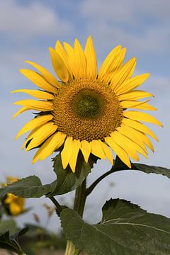 Nahaufnahme einer wunderschönen Sonnenblume an einem Sommertag gegen einen blauen Himmel Hintergrund von W J Kok