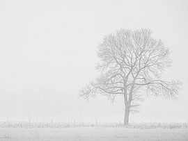 arbre solitaire dans le brouillard