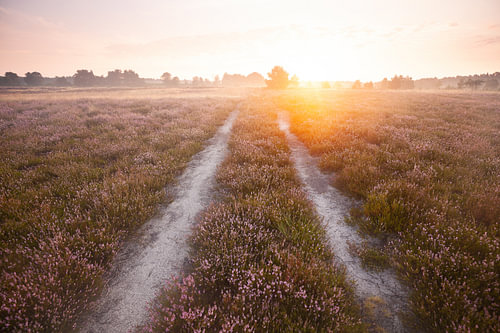 Morning light in the Behringer Heath