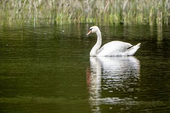 Stille Schönheit: Der Höckerschwan spiegelt die Ruhe des Wassers wider.