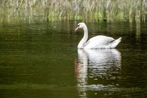 Stille Schönheit: Der Höckerschwan spiegelt die Ruhe des Wassers wider.