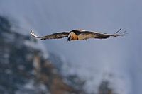 Bearded Vulture *Gypaetus barbatus 