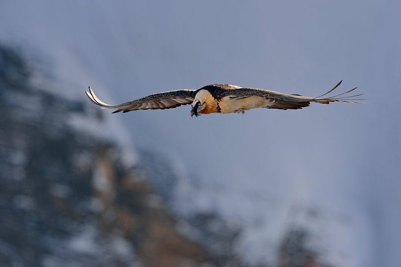 im letzten Licht... Bartgeier *Gypaetus barbatus* van wunderbare Erde