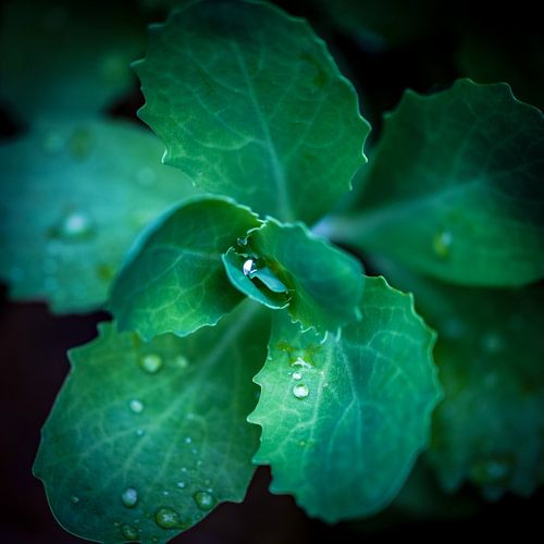Goutte sur un jeune sedum