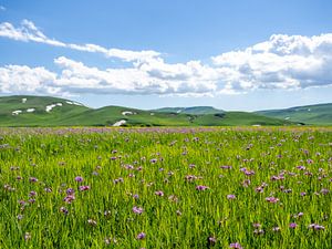 Lila Blumenwiese für die Hügel