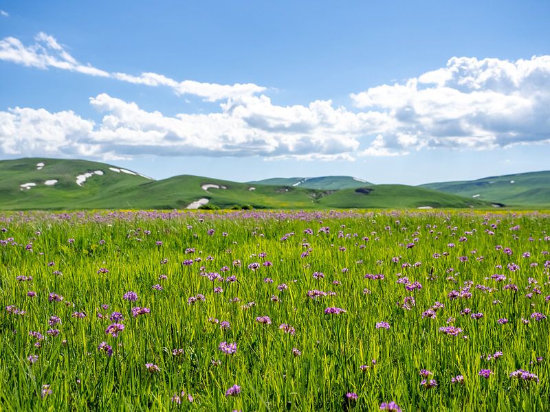 Paarse bloemenweide voor de heuvels van Stijn Cleynhens