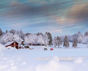 Hiver dans le nord de la Suède