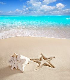 Tropical beach with a giant shell and the imprint of a starfish on the beach by Henny Hagenaars