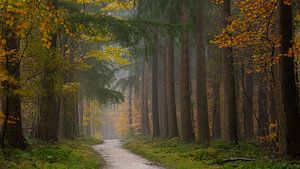 Herfst kleuren in Nederland van Arno van der Poel