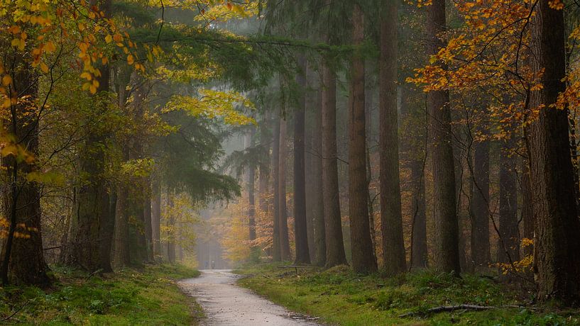Autumn colours in the Netherlands by Arno van der Poel