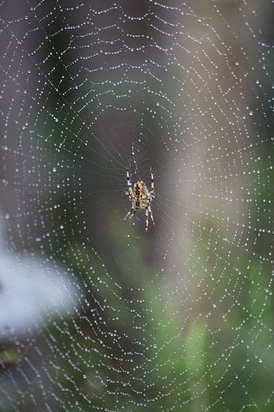 Spin in web van Marianne Evers