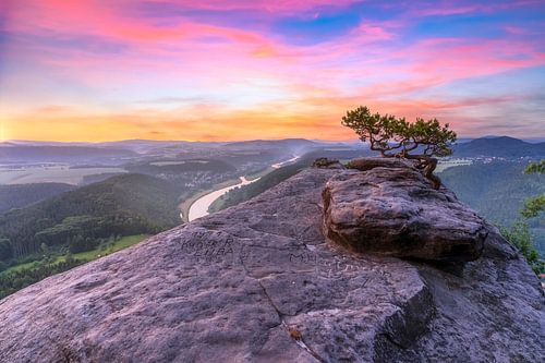 Wetterkiefer auf dem Lilienstein