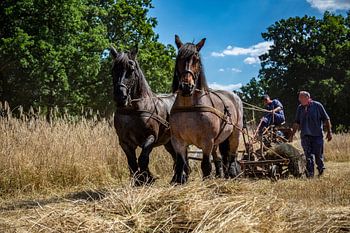 Pferde altes Handwerk Heubauern