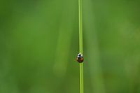 Ladybug on a stem